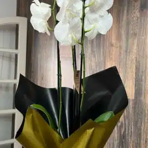 Vaso de Orquídea com cachepô e laçarote