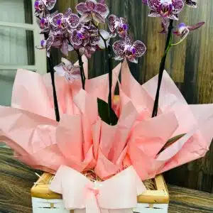 Caixa Baú com Duas Mini Orquídeas