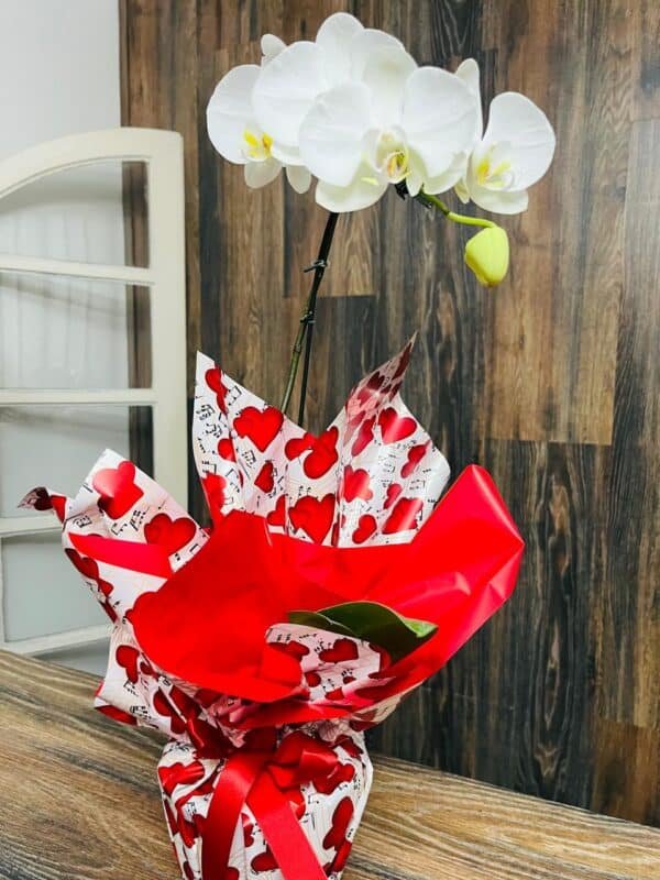 Vaso de Orquídea com Aste