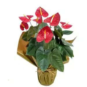 Vaso Plantado com Antúrios