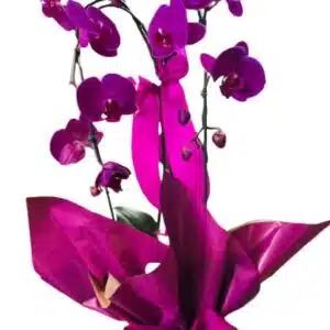 Orquídea Cascata