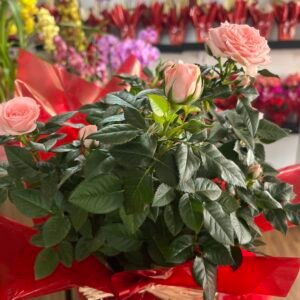 Vaso plantado de mini rosa