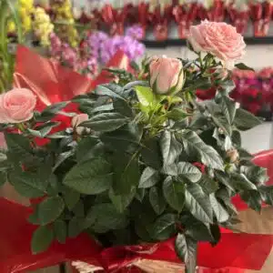 Vaso plantado de mini rosa