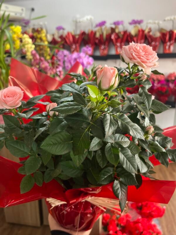 Vaso plantado de mini rosa