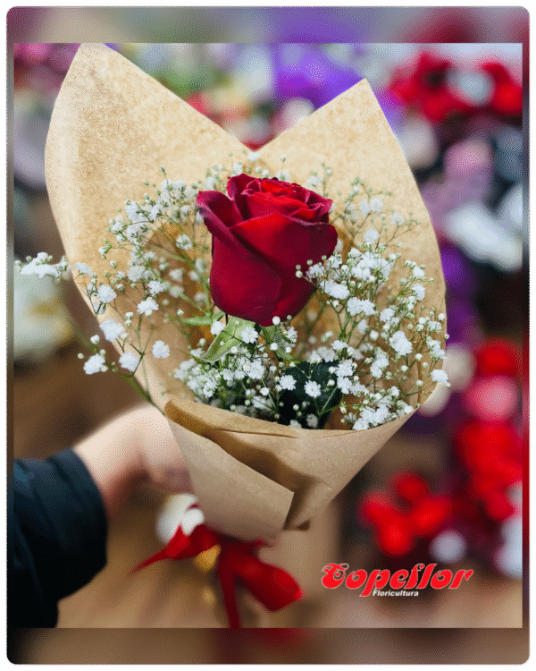Rosa solitária para presente