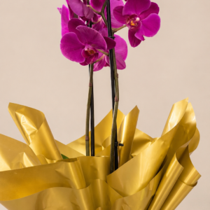 Orquídea