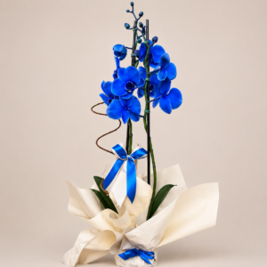 Orquídea Phale Azul