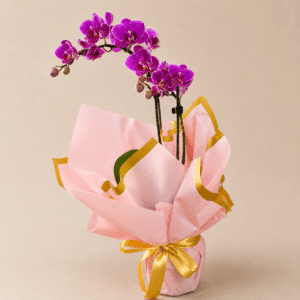 Mini Orquídea Phalaennopis
