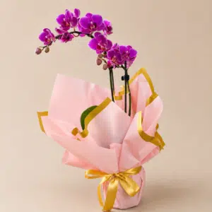 Mini Orquídea Phalaennopis
